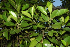 Bruguiera cylindrica